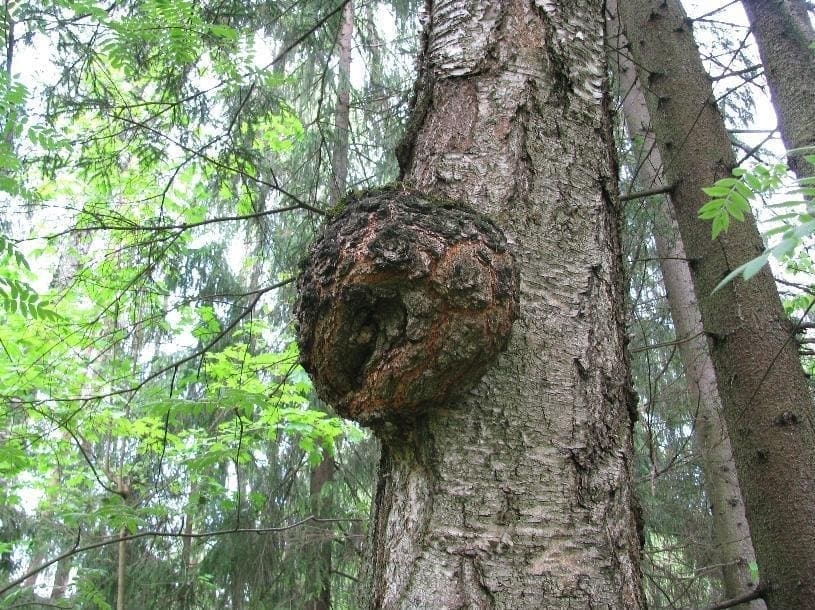 Кап на дереве в лесу Белоомута