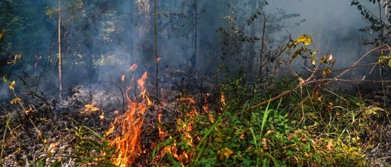 Лесные пожары недалеко от Белоомута